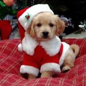 Meet your Posher, Cherry